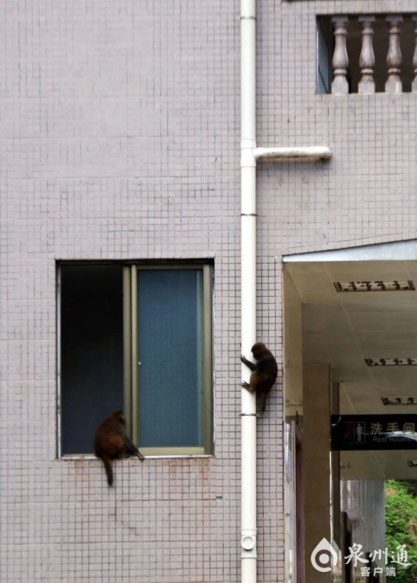 鼎配配资 泉州上百只野猴上西天寺“大闹天宫”！上房揭瓦、进殿偷果、打劫游客抢包夺食……