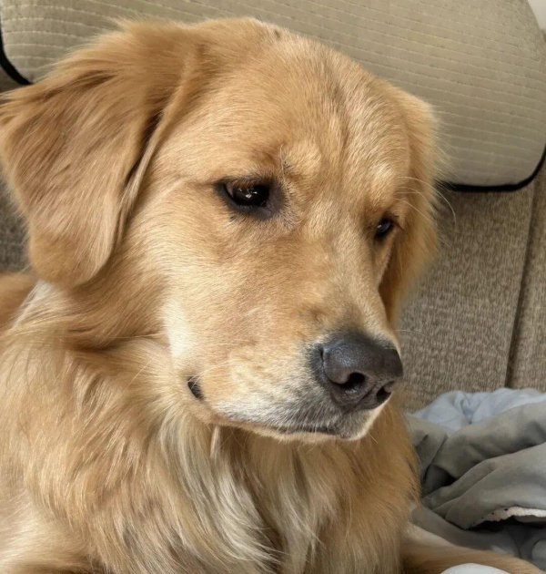 万通配资 为什么狗总喜欢叹气？原来背后有这5个原因！